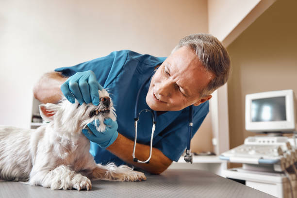 Best Emergency Dental Care for Broken or Chipped Teeth in Manchester, WA
